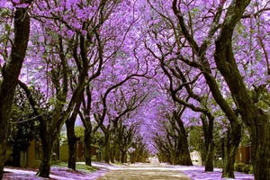 Ngất ngây với những lối mòn như trong chuyện cổ tích