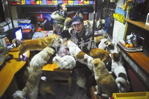 Đôi vợ chồng sống cùng 60 con chó và mèo hoang trong 10 năm