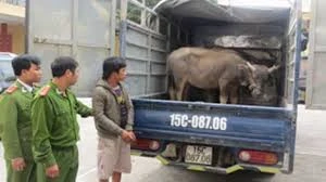 Khởi tố băng nhóm 9X mang 2 xe tải đi trộm 29 con trâu