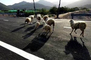 Du ngoạn chớp nhoáng đến vịnh Vĩnh Hy