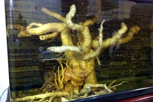 Bể rượu 500 lít ngâm củ đinh lăng khủng nhất Việt Nam