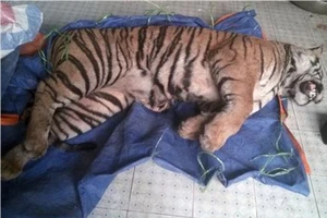 Khởi tố vụ bán thuê xác hổ trị giá 700 triệu đồng 