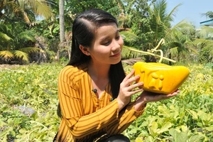 Cầm nửa tỉ đồng không mua được 150 cặp dưa hấu thỏi vàng