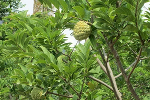 Hái trộm mãng cầu dịp Tết