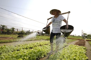 Khách nước ngoài xới đất, tưới rau ở ngôi làng 500 tuổi