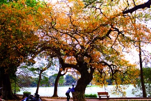 Trên 100 cây lộc vừng trồng ở phố đi bộ Nguyễn Huệ