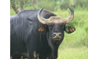 6 năm bỏ rừng về làng của bò tót rừng Phước Bình 