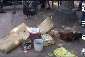 Công an vây bắt trường gà, hàng chục con bạc bỏ chạy tán loạn