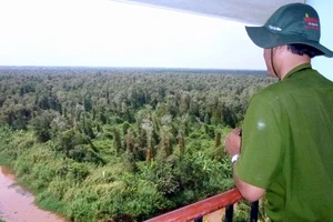 Rừng U Minh Hạ... bên mồi lửa