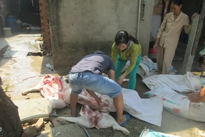 Bắt gần bốn tạ heo chết