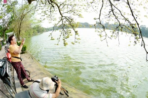 Hồ Gươm nên thơ mùa hoa mõ nở
