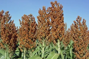 ​Bo bo từ đâu ra?