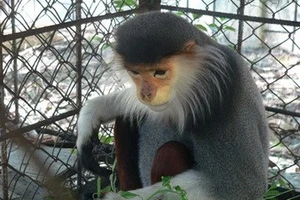 Khởi tố vụ án bẫy voọc chà vá sấy khô đem bán