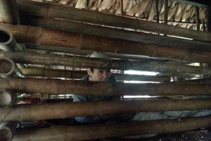 Phát dại sau bệnh nặng, bị người thân nhốt trong cũi