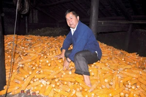 ​Lúa và đá ở Ma Lé