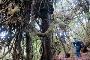 Khu rừng thuốc quý trên cao