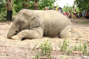 Thấy có súng, đạn nhưng voi chết vì sao không biết