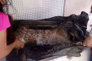 ​Đường dây bán hổ nấu cao