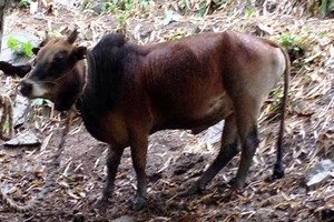 Vụ án: Nhờ Tòa giám định ADN cho... bò