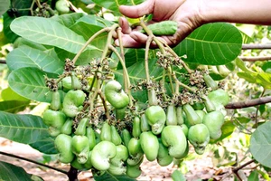 Gần 500 cây điều vô cớ bị chặt phá