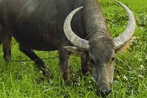 Khởi tố con rể trộm trâu của bố mẹ vợ