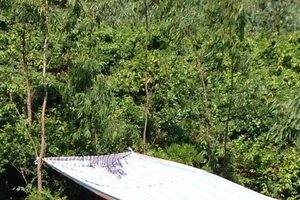 Đi tìm bò, tá hỏa phát hiện xác người đang phân hủy 