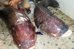 Cặp cá hô “khủng” nặng hơn 250kg từ Lào về TP.HCM