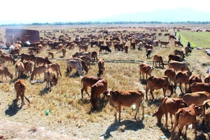 Tan tác đồng cừu