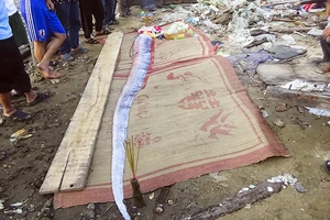 Người dân làm lễ mai táng “Cá khủng” 