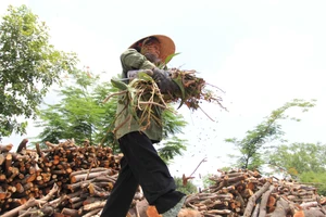 Miệt mài mưu sinh giữa cái nắng Sài Gòn