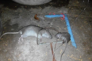 Cà Mau: Thêm một người chết vì tai nạn điện