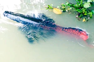 Nuôi 'thủy quái' trong vườn nhà