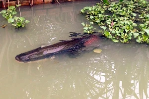 Clip Nuôi 'thủy quái' trong vườn nhà
