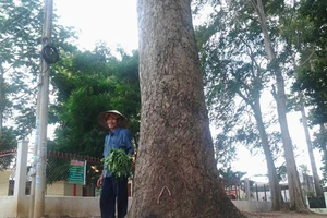 Kỳ bí rừng dầu cổ thụ ở Biên Hòa