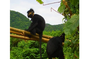 Đề xuất thành lập khu bảo tồn Voọc gáy trắng tại xã Thạch Hóa