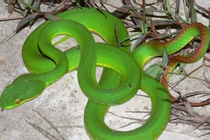 Rắn cắn không chịu nhập viện: Rối loạn đông máu nặng