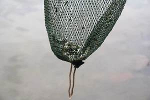 Cá bị vớt lại ngay khi vừa phóng sinh