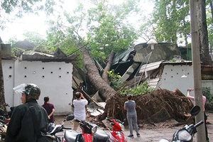 Cây cổ thụ đè sập hai phòng của Cung văn hóa Lao Động