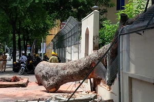 Cây cổ thụ đổ sập vào hàng rào trụ sở Lãnh sự quán Nga