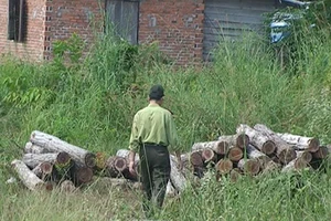 Phát hiện hơn 20 mét khối gỗ lậu tập kết bên quốc lộ 14