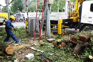 Ùn ứ đường do cây cổ thụ bật gốc