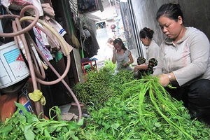 Đôi bàn tay ‘biến dạng’ vì lặt rau muống thuê 