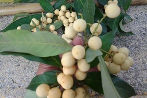 Chuyện thú vị trái cây rừng vua Gia Long từng ăn lót lòng, đỡ đói