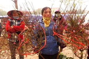 Đến chợ hoa xót xa cho người trồng hoa...