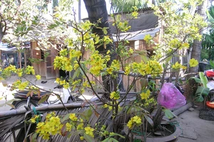 Những điều may mắn nên làm trong 3 ngày Tết