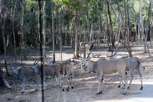 Thú quý 'thế hệ F1' đầu tiên ra đời tại Vinpearl Safari Phú Quốc