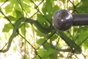 Rắn lục đuôi đỏ đu bên cửa ở Sài Gòn