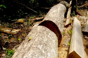 Khởi tố phó giám đốc BQL bảo vệ rừng phòng hộ