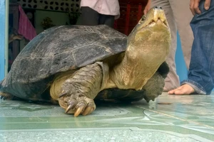 Rùa 'khủng' đi lạc chưa cấp giấy phép cho ai nuôi nhốt