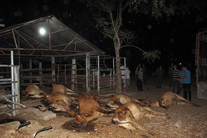 Cả đàn bò bỗng dưng lăn đùng ra chết?